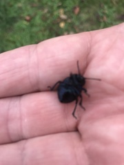 Timarcha goettingensis