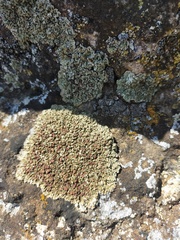 Squamarina lentigera