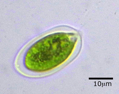 Vitreochlamys
