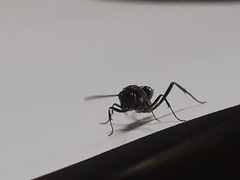 Evania appendigaster