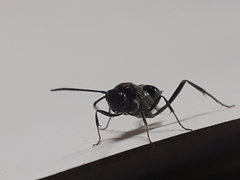 Evania appendigaster