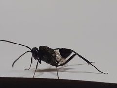 Evania appendigaster