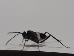 Evania appendigaster