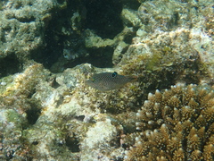 Canthigaster petersii