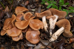 Hydrocybe