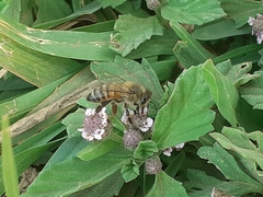 Apis mellifera