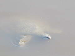 Trionyx triunguis