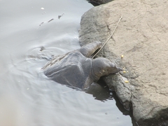 Trionyx triunguis