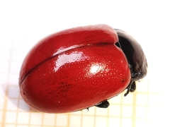 Chrysolina lucida