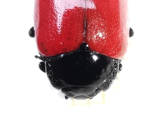Chrysolina lucida