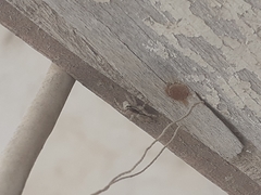 Menemerus bivittatus