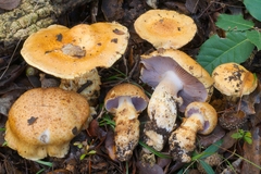 Cortinarius caligatus
