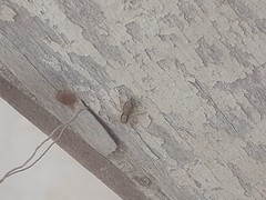 Menemerus bivittatus