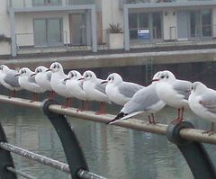 Chroicocephalus ridibundus