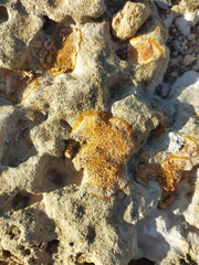Variospora aurantia