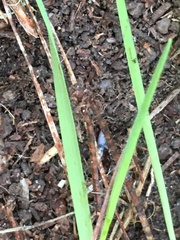 Pterostichus angustus