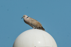 Streptopelia decaocto