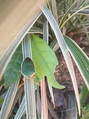 Edessa rufomarginata