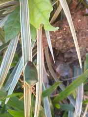 Edessa rufomarginata