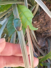 Edessa rufomarginata