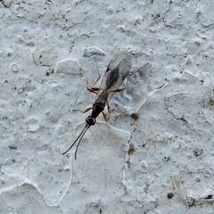 Exallonyx