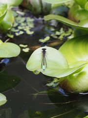 Oxyallagma dissidens