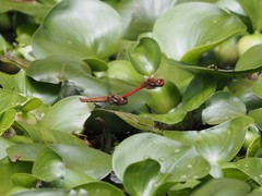 Sympetrum gilvum