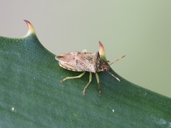 Podisus congrex