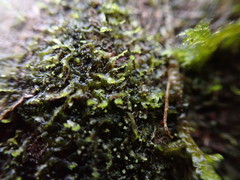 Metzgeria consanguinea