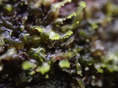 Metzgeria consanguinea