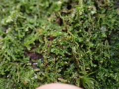 Crossocalyx hellerianus