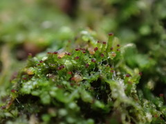 Crossocalyx hellerianus