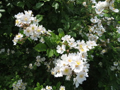 Rosa multiflora