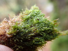 Brotherella roellii