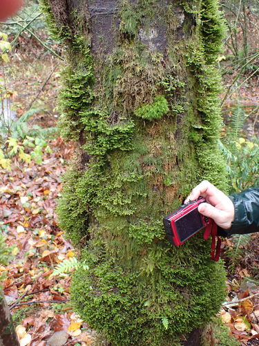 Image of Roell's Brotherella Moss by no rights reserved