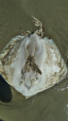 Hypanus
