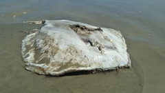Hypanus