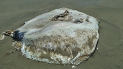 Hypanus