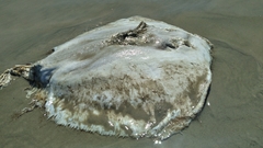 Hypanus