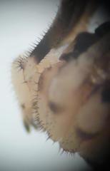 Dicranopalpus larvatus