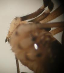 Dicranopalpus larvatus