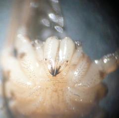 Dicranopalpus larvatus