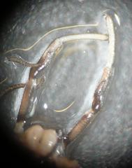 Dicranopalpus larvatus