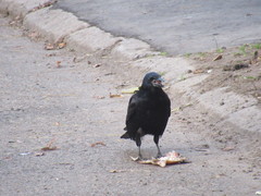 Corvus frugilegus