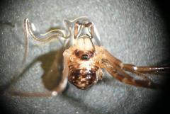 Dicranopalpus larvatus