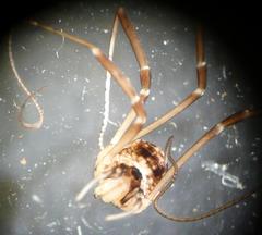 Dicranopalpus larvatus