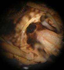 Dicranopalpus larvatus