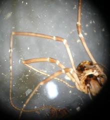 Dicranopalpus larvatus
