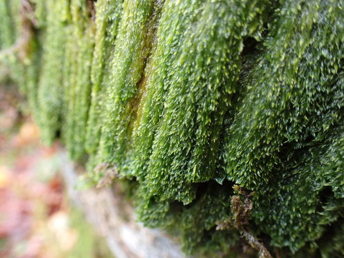 Brotherella roellii