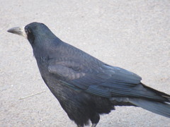 Corvus frugilegus